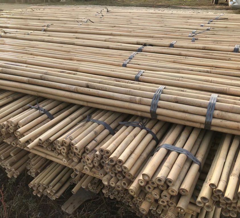 Bambu
